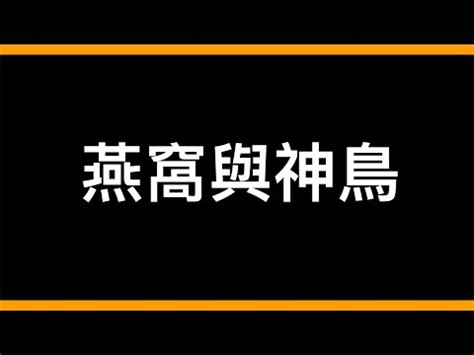 台灣燕子|家燕